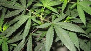 Court Arraigns 25-yr-Old Man For The Possession Of Cannabis Sativa, Gets 1 Year Jail Time