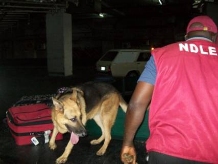 NDLEA Seizes 1,020 Kilos Of Cannabis, Arrests Six Suspects